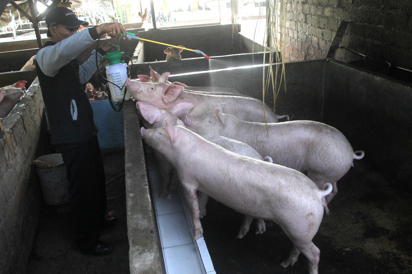 Hundreds of pigs in Bali killed by mystery disease