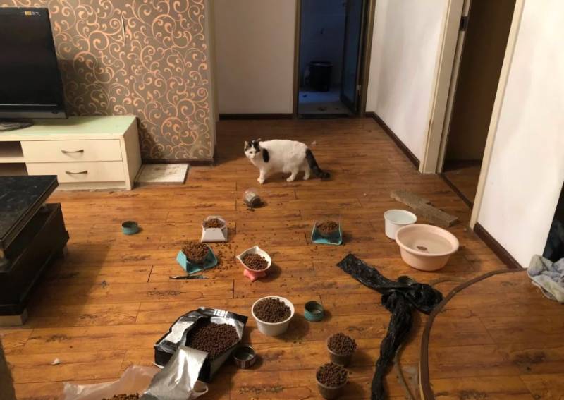 Coronavirus: Race to save Wuhan's starving pets as owners unable to return to homes