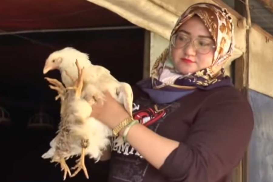 Four-legged Maran chicken loves to eat and sleep [VIDEO]