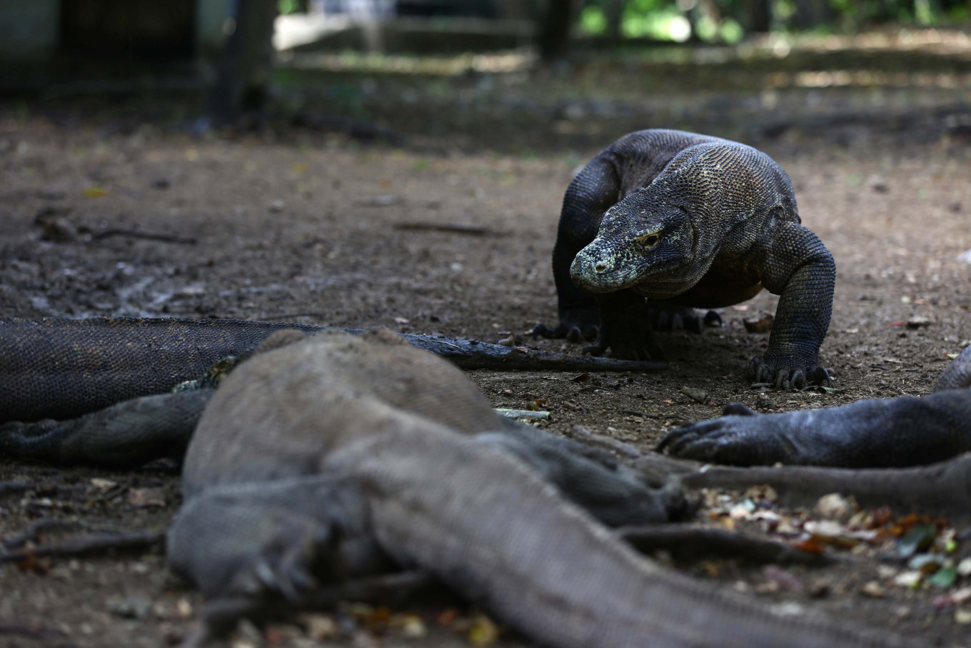 Komodo National Park welcomes new dragon hatchlings