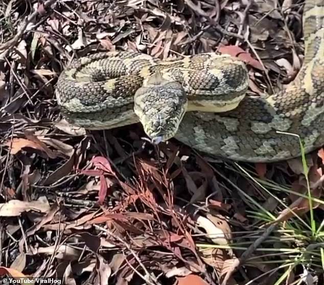 Terrifying moment a grumpy python suddenly lashes out at a snake catcher and almost sinks its fangs into the camera