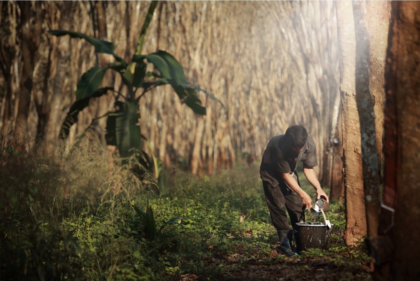 Rubber price drops as coronavirus outbreak disrupts exports to China