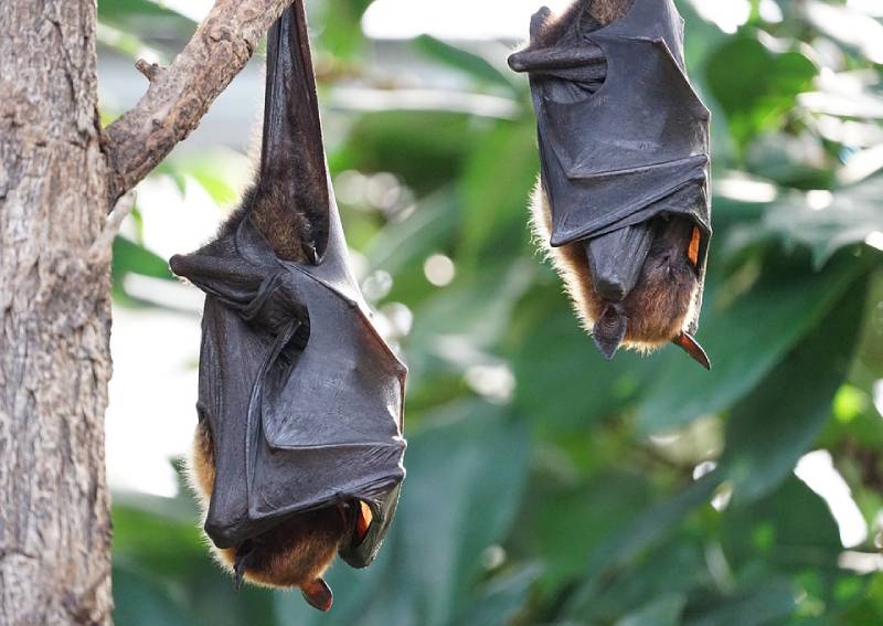 Coronavirus: Bat scientist’s cave exploits offer hope to beat virus ‘sneakier than SARS’