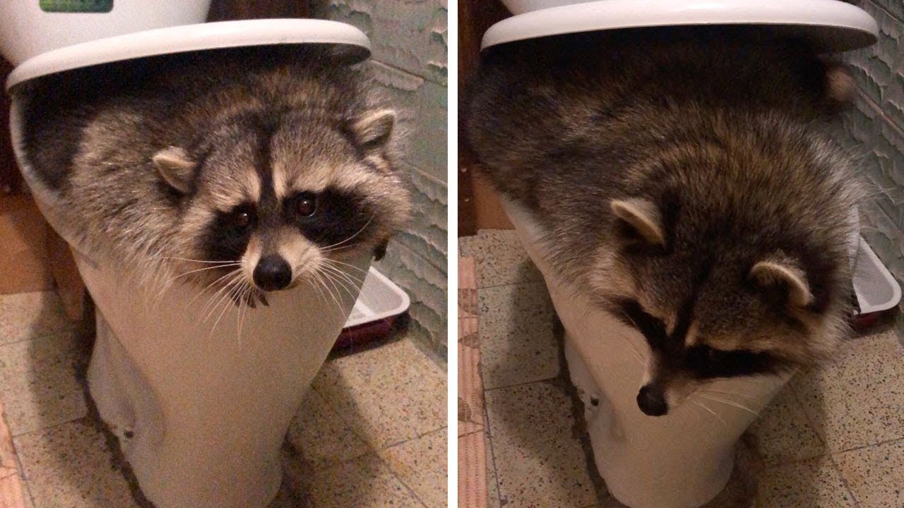 Pet Raccoon Gets Caught Playing In Toilet