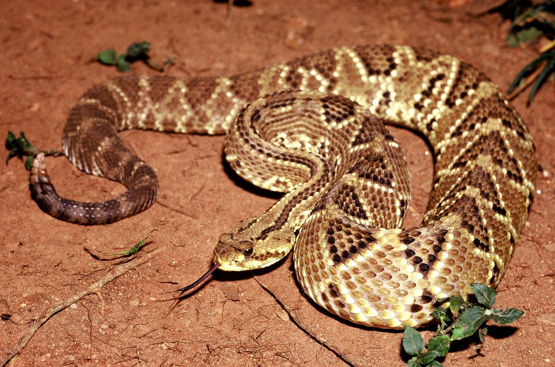 Toxin From Rattlesnake Venom Formulated to Treat Chronic Pain