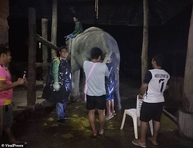 You thought YOUR job was bad! Worker has to pull out 50lbs of dung from constipated elephant's rear