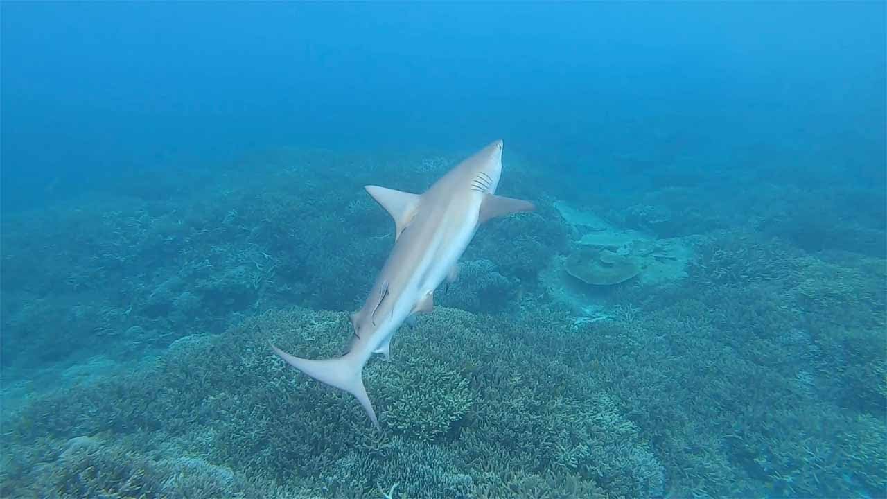 Shark Swimming On It's Side