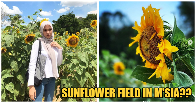 There’s a Sunflower Field Right Here in Perlis, & The Instagram Pictures Are AMAZING