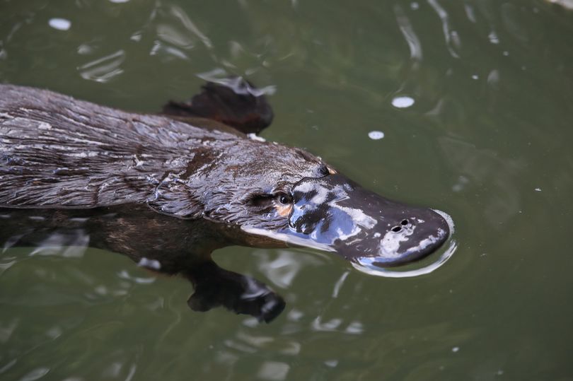 Truth behind adorable baby platypus photo has everyone in hysterics