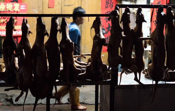 China to declare dogs are pets and not meat after coronavirus outbreak