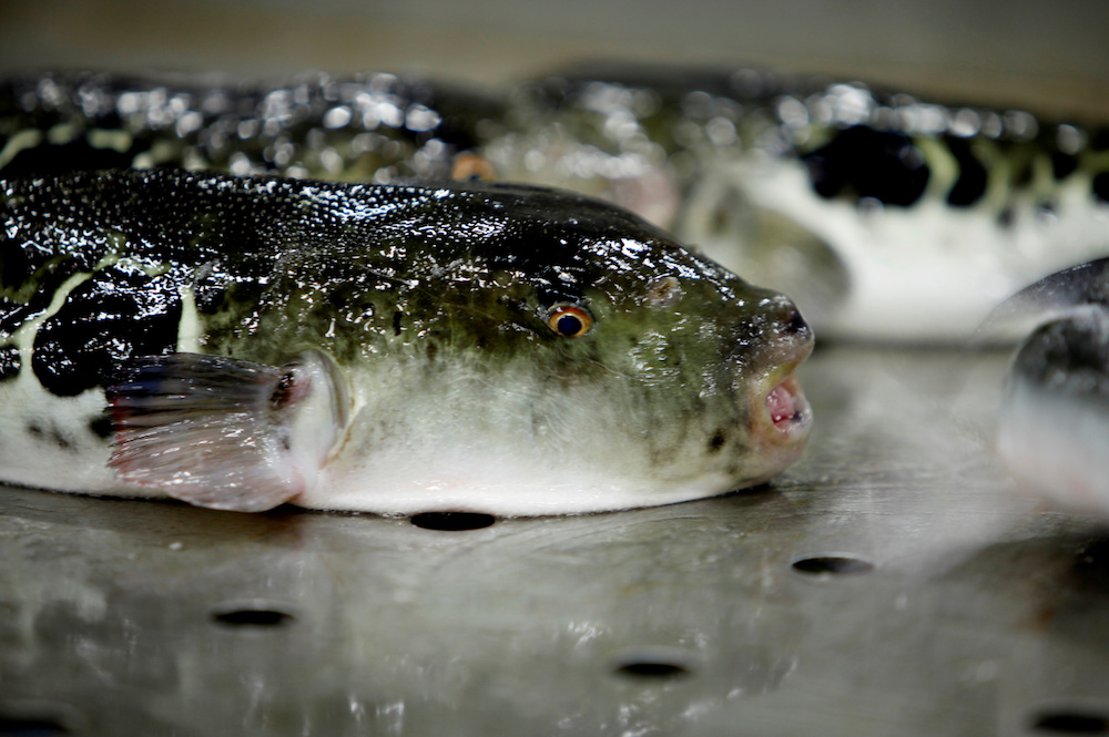 Japan’s deadly fish: Fugu purveyors dream of Olympic revival