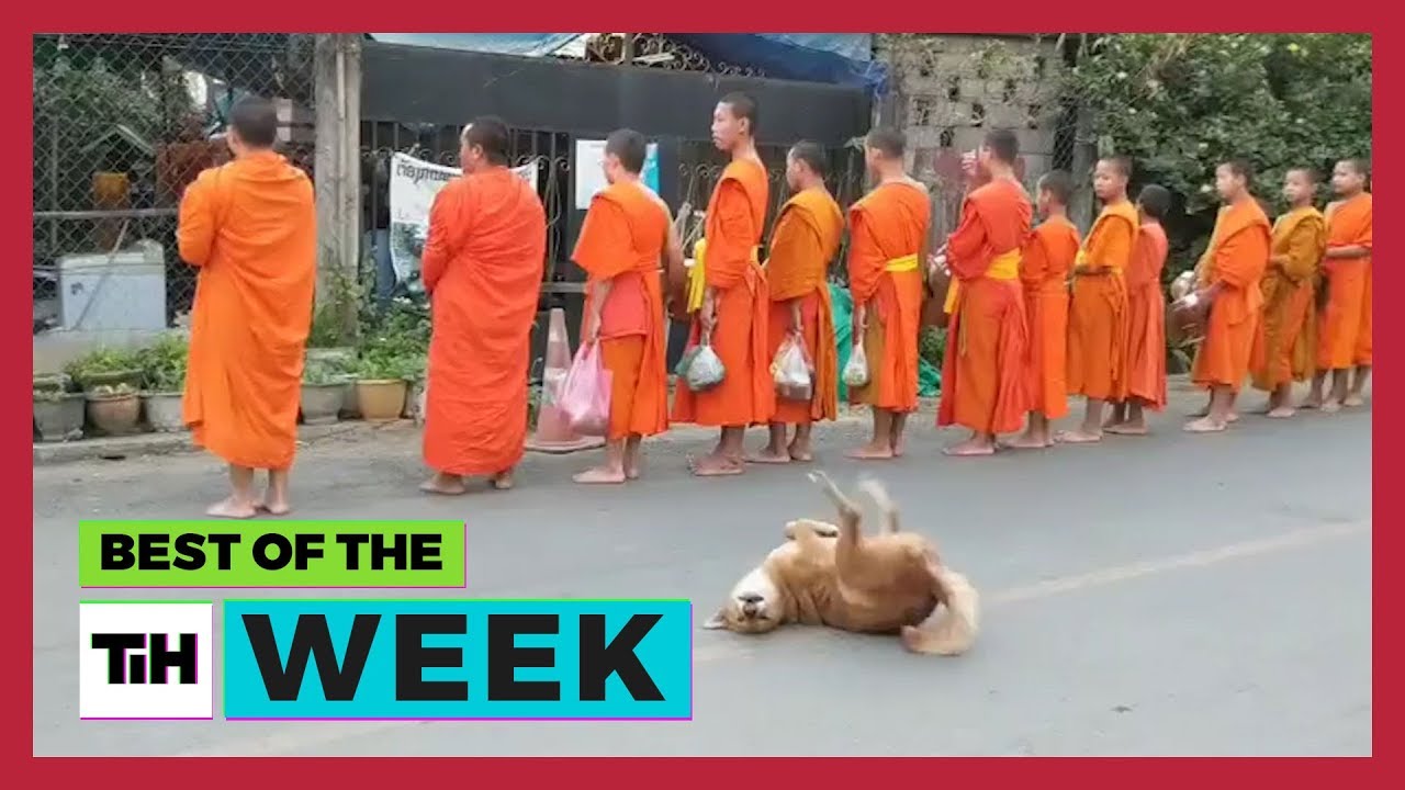 Best of the Week: Dogs Chant with their Legs?