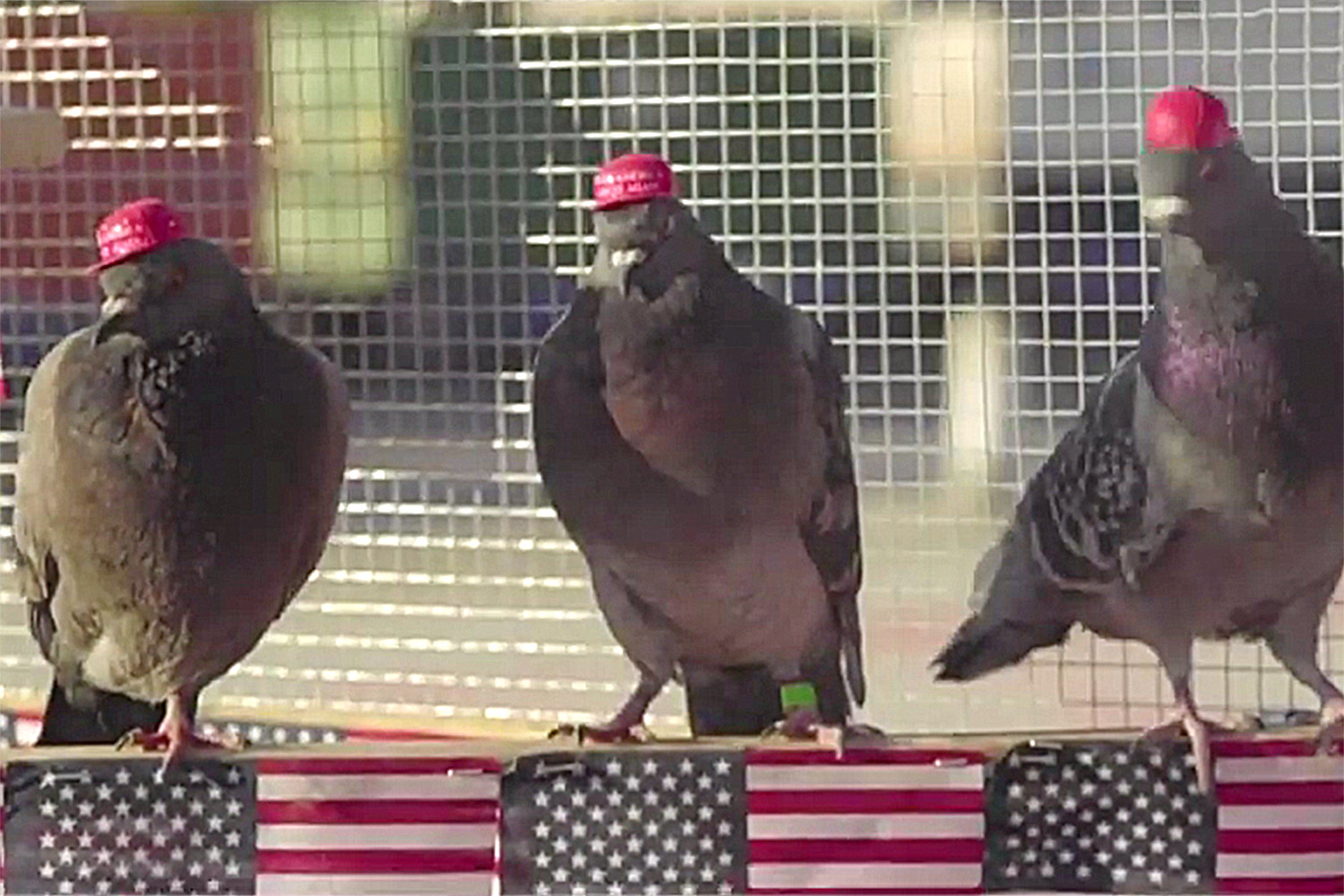 Pranksters Who Put 'Make America Great Again' Hats on Pigeons Are Harming Birds, Says PETA