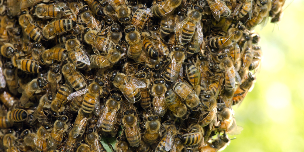 A single bee sting brought firefighters and police under attack by 40,000 bees