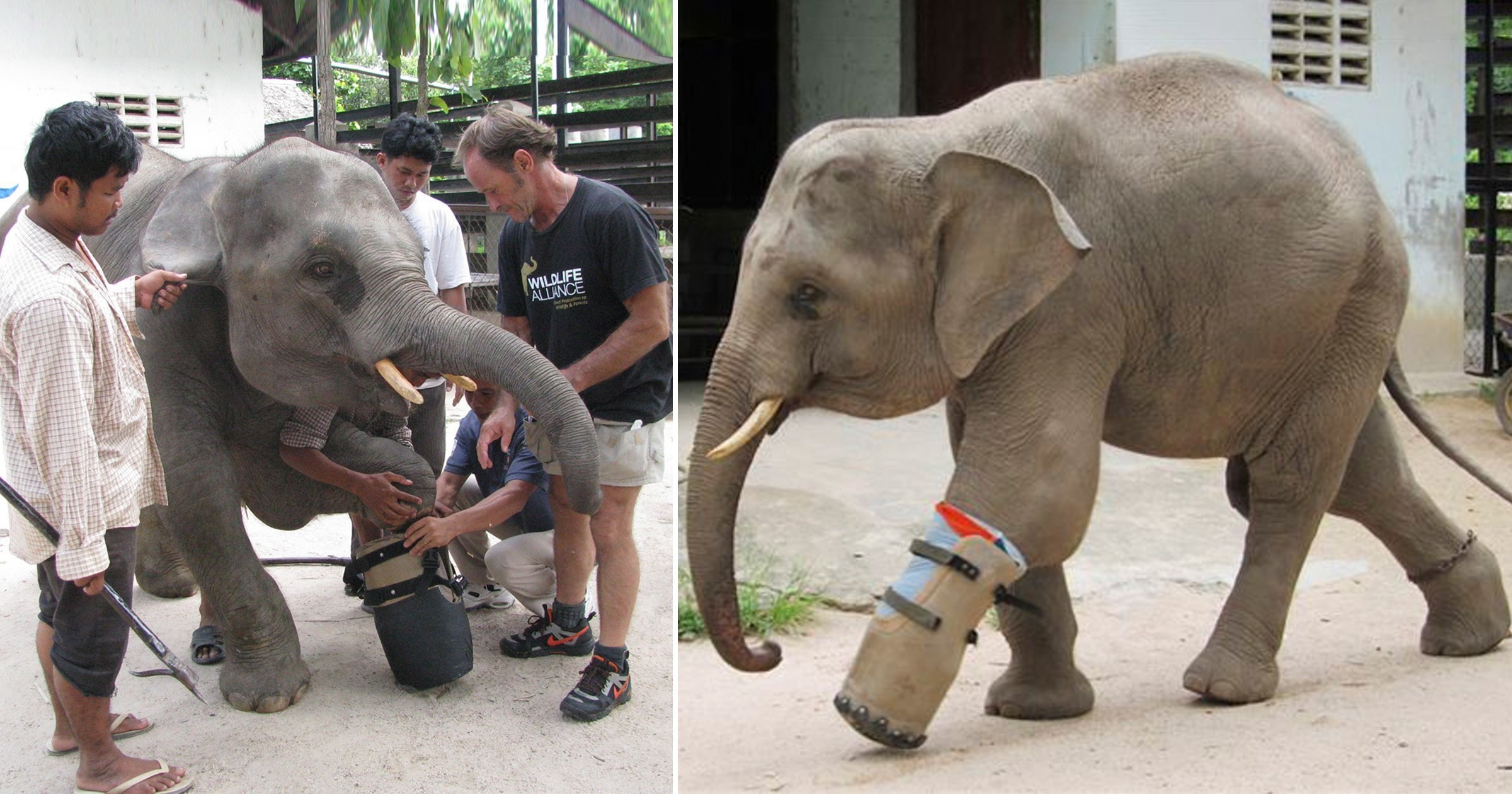 Elephant fitted with new prosthetic leg after getting caught in poacher’s snare