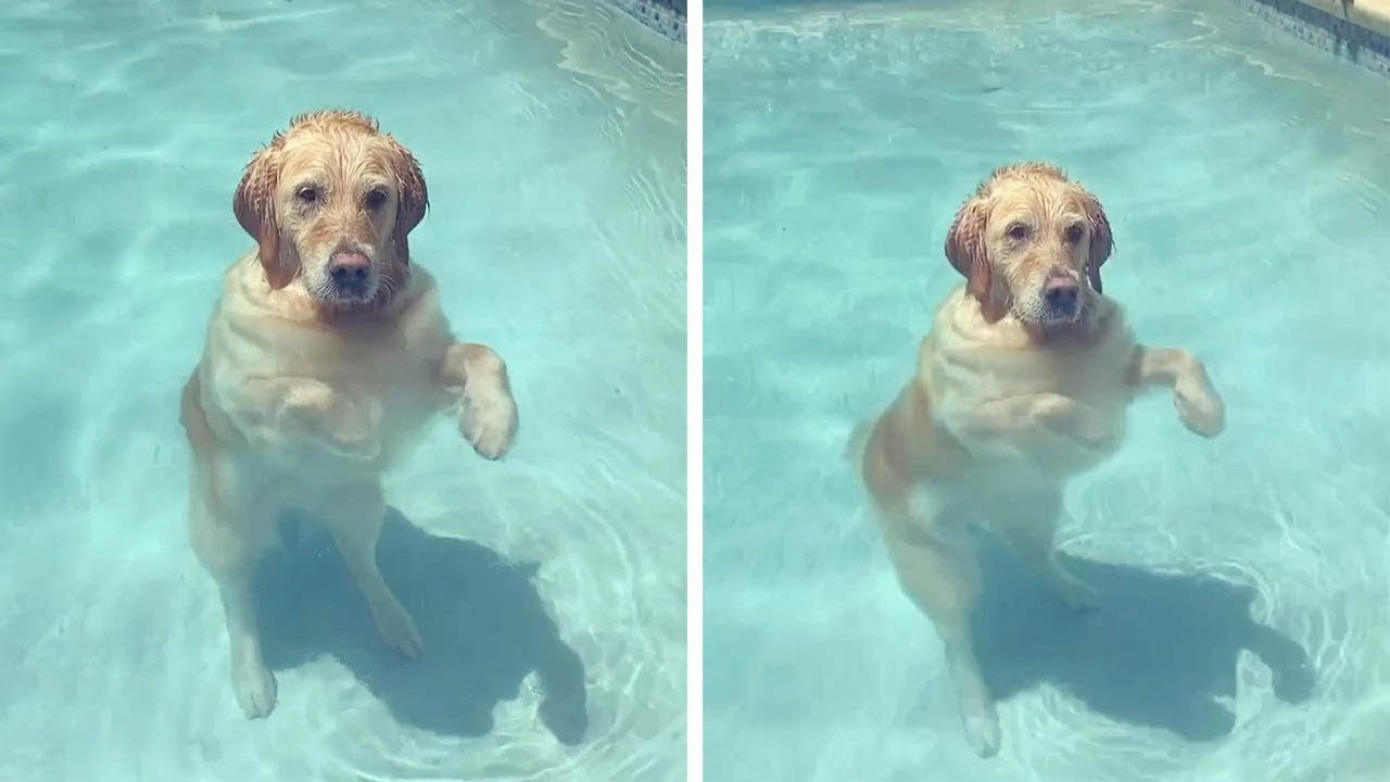 Clever Dog Stands Up In Pool