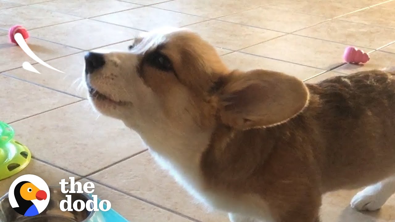 This Corgi Puppy Loves To Howl While She Eats | The Dodo
