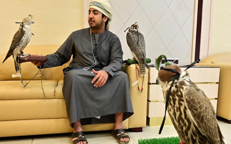 Falcons in the UAE are national symbols and treasured tradition