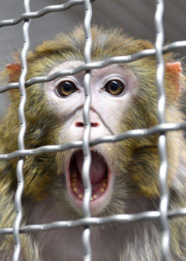 Thousands of lab monkeys infected with coronavirus in bid to find vaccine
