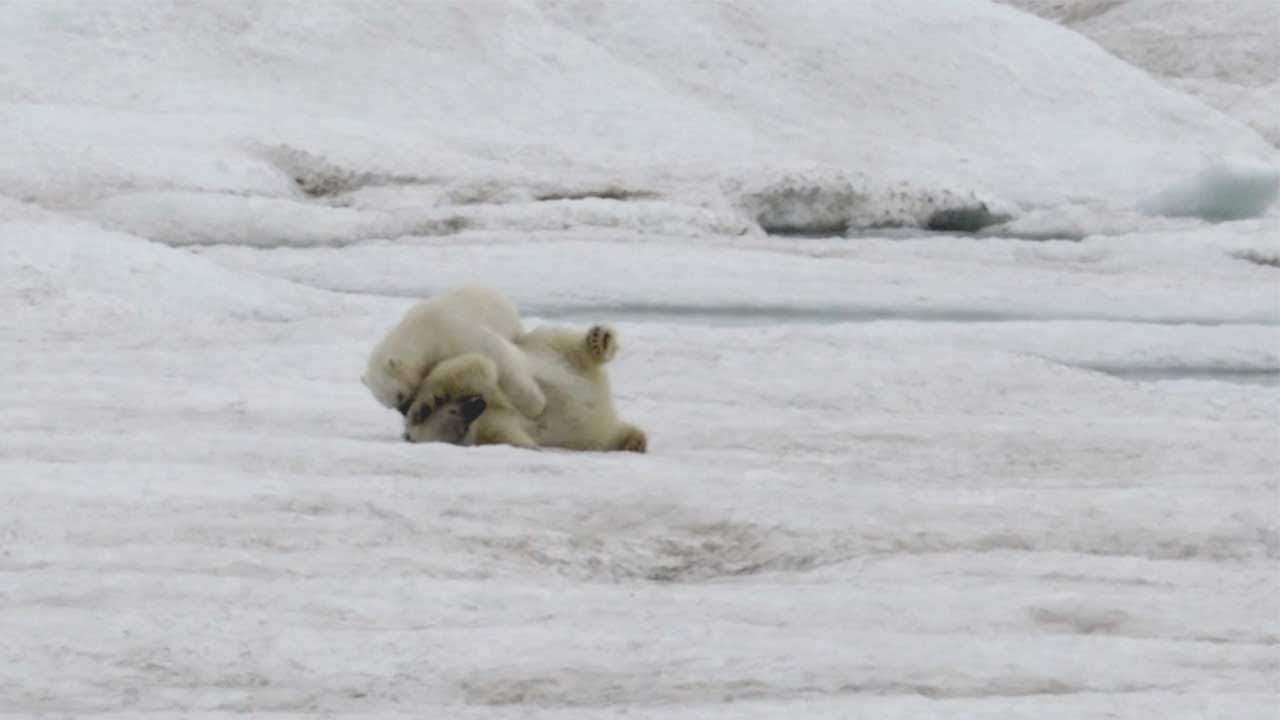 Polar Bear Cubs Playing Together
