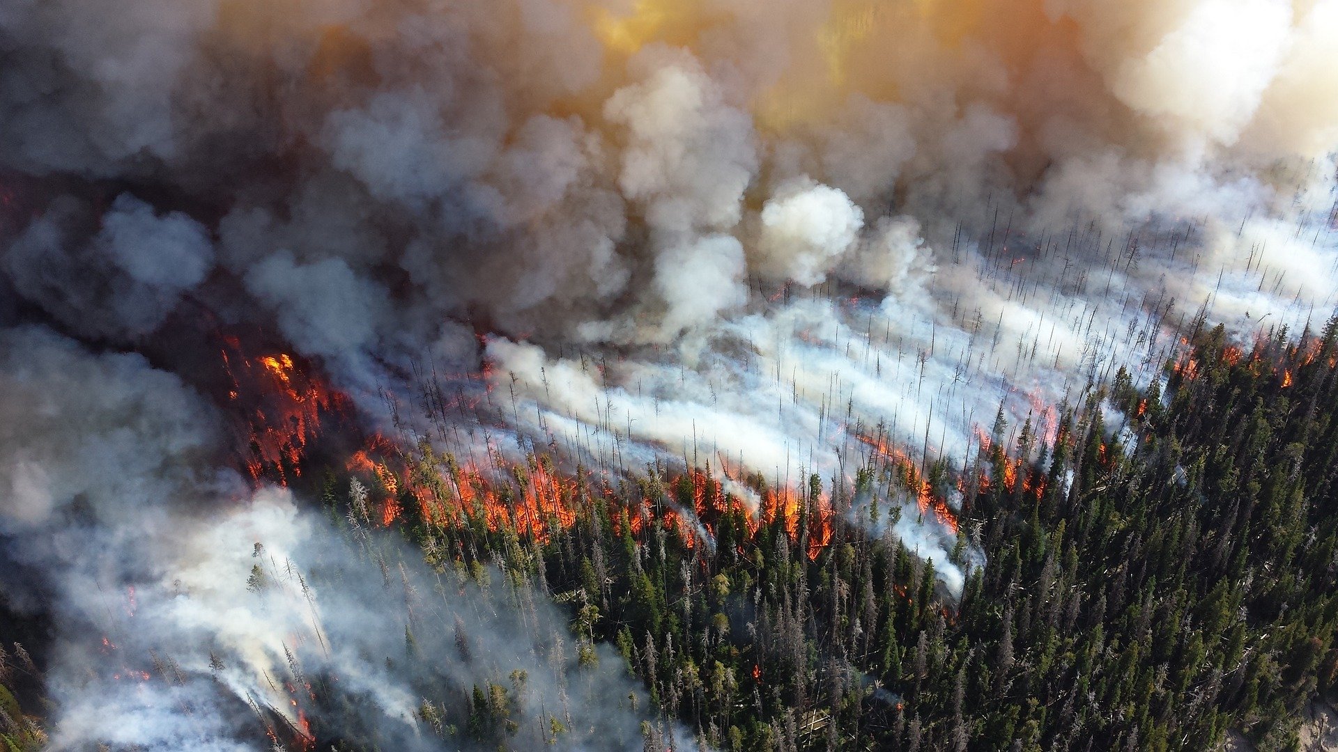 Earliest forest fires evidence of ancient tree expansion