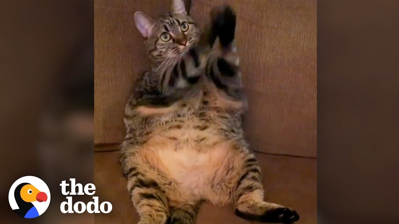 Cutest Chubby Cat Begs All Day Long | The Dodo