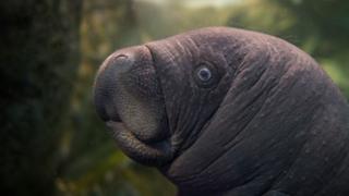 Nigeria: Video of manatee dragged along road sparks outrage
