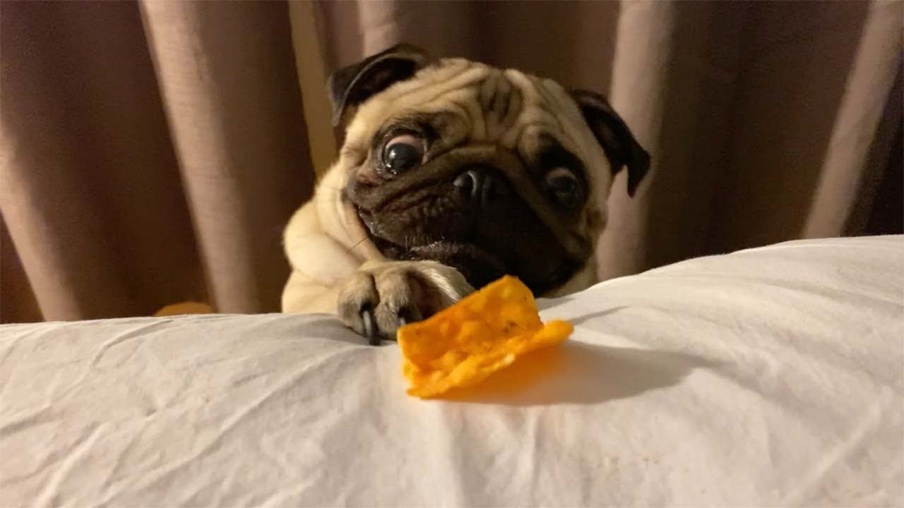 Hungry Pug Can't Reach Dorito