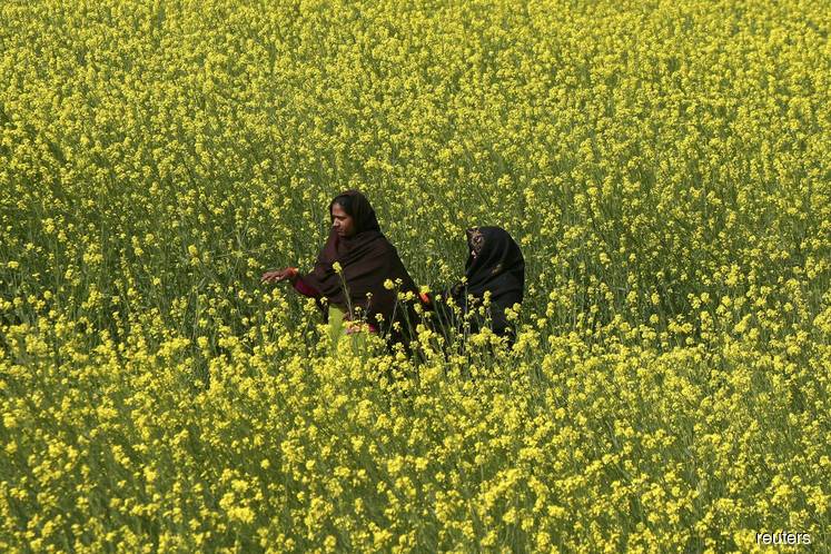 Indian rapeseed refiners call for halt to palmolein imports