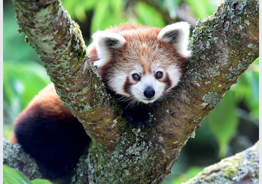 Genetic study shows the red panda is actually two separate species
