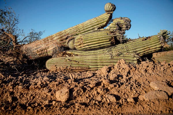 Tribal Nation Condemns ‘Desecration’ to Build Border Wall