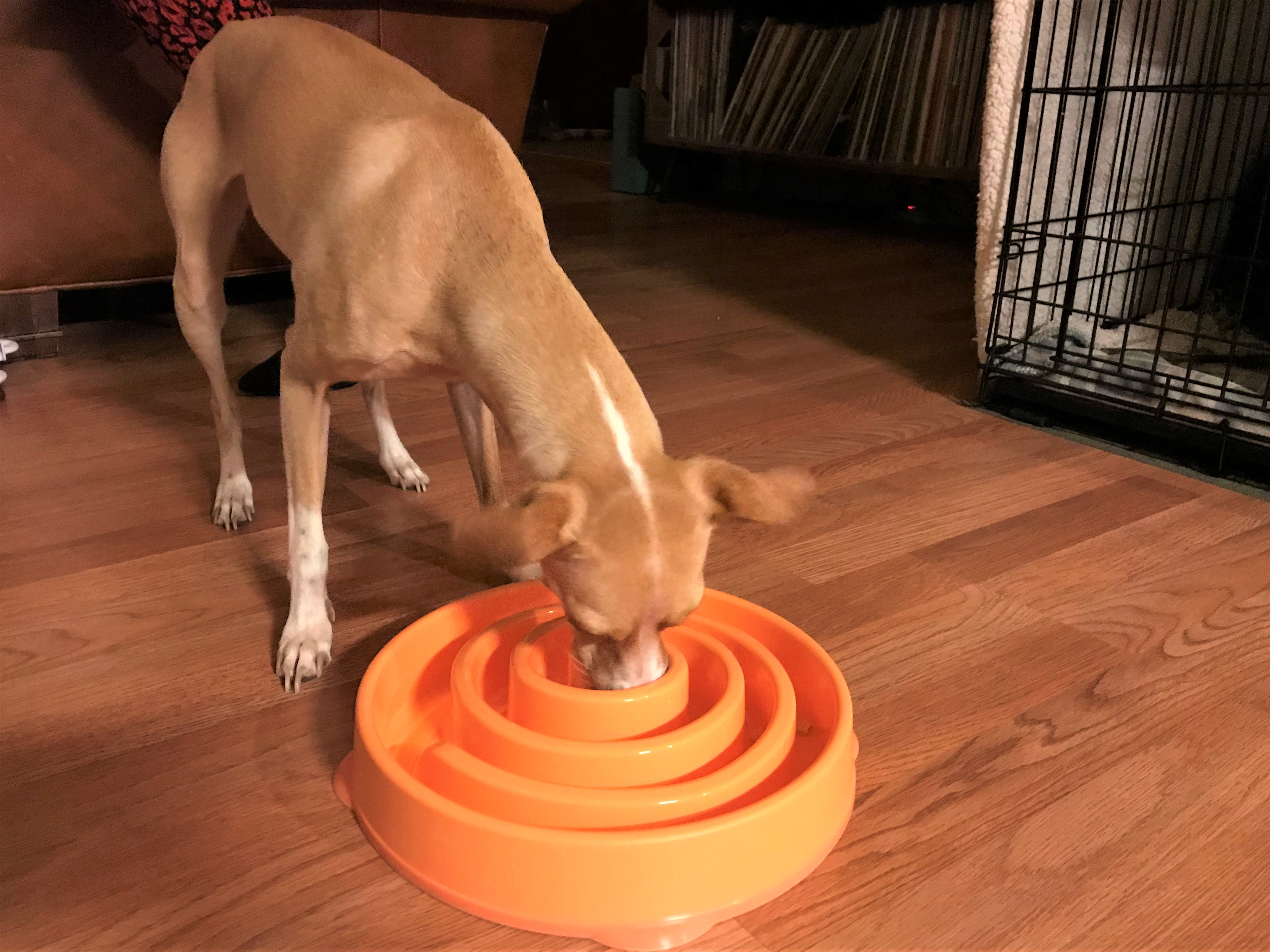 This dog bowl slows down dogs that eat too fast and can prevent bloat — here’s how it works