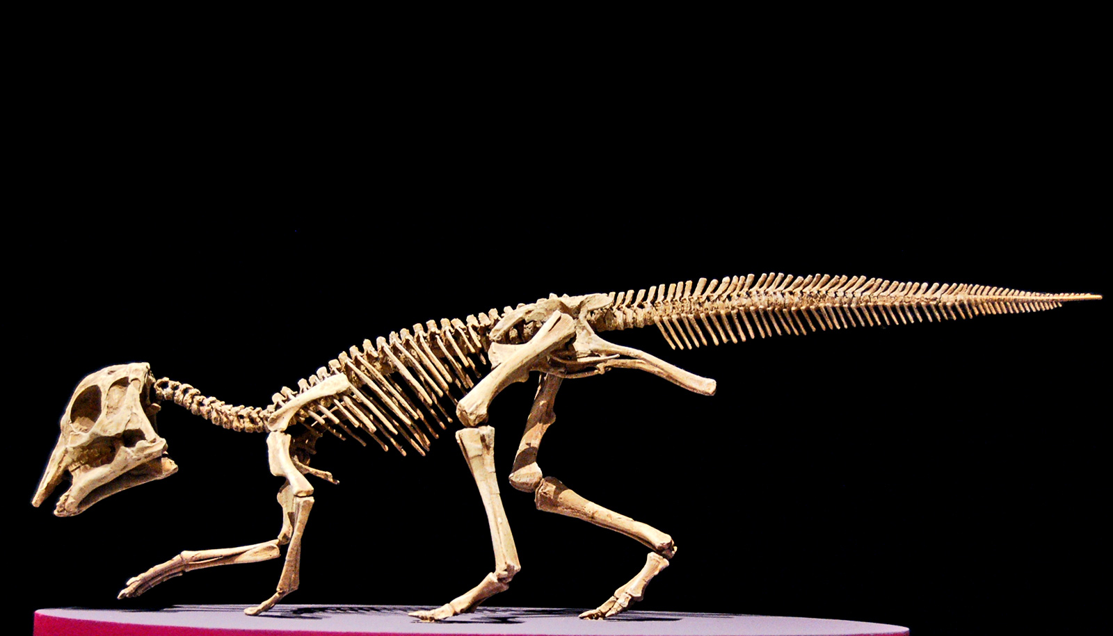 DNA fragments may persist in baby dinosaur cartilage