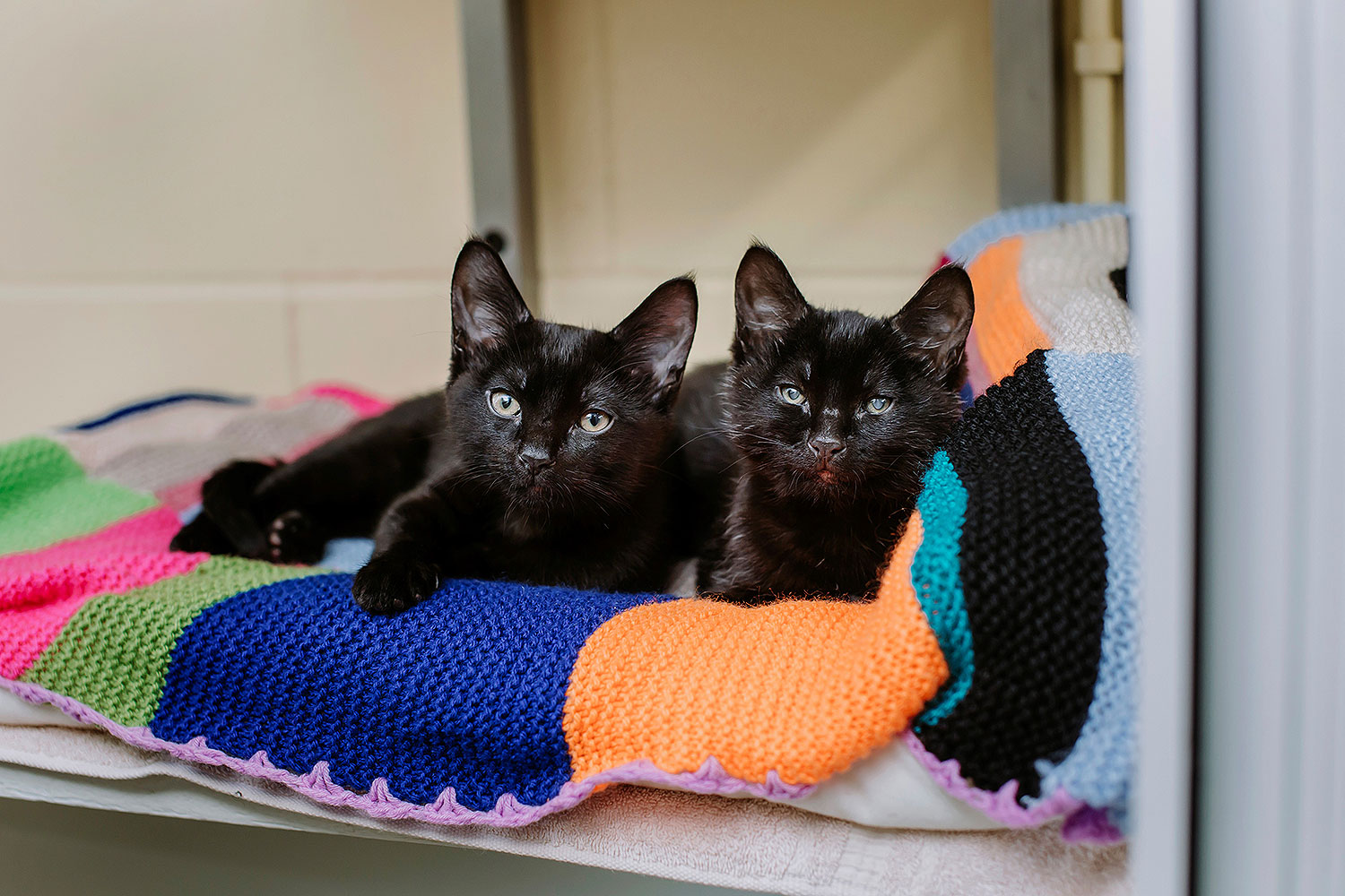 Tiny Stray Kitten Saves Blind Brother from Harsh Winter Weather with Cuddles