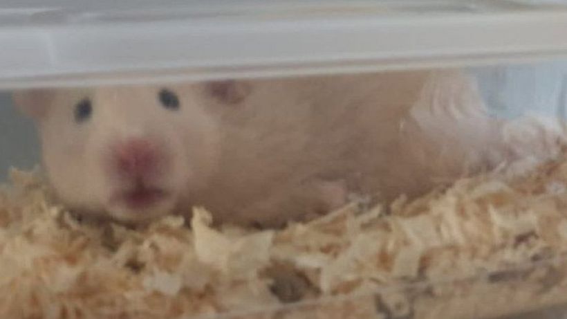 Hamsters found stuffed in takeaway boxes in Darlington re-homed