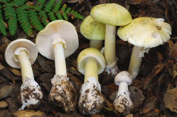 当心这种菇！蘑菇界“头号杀手”正在澳洲生长，90%中毒死亡与它有关！（组图）