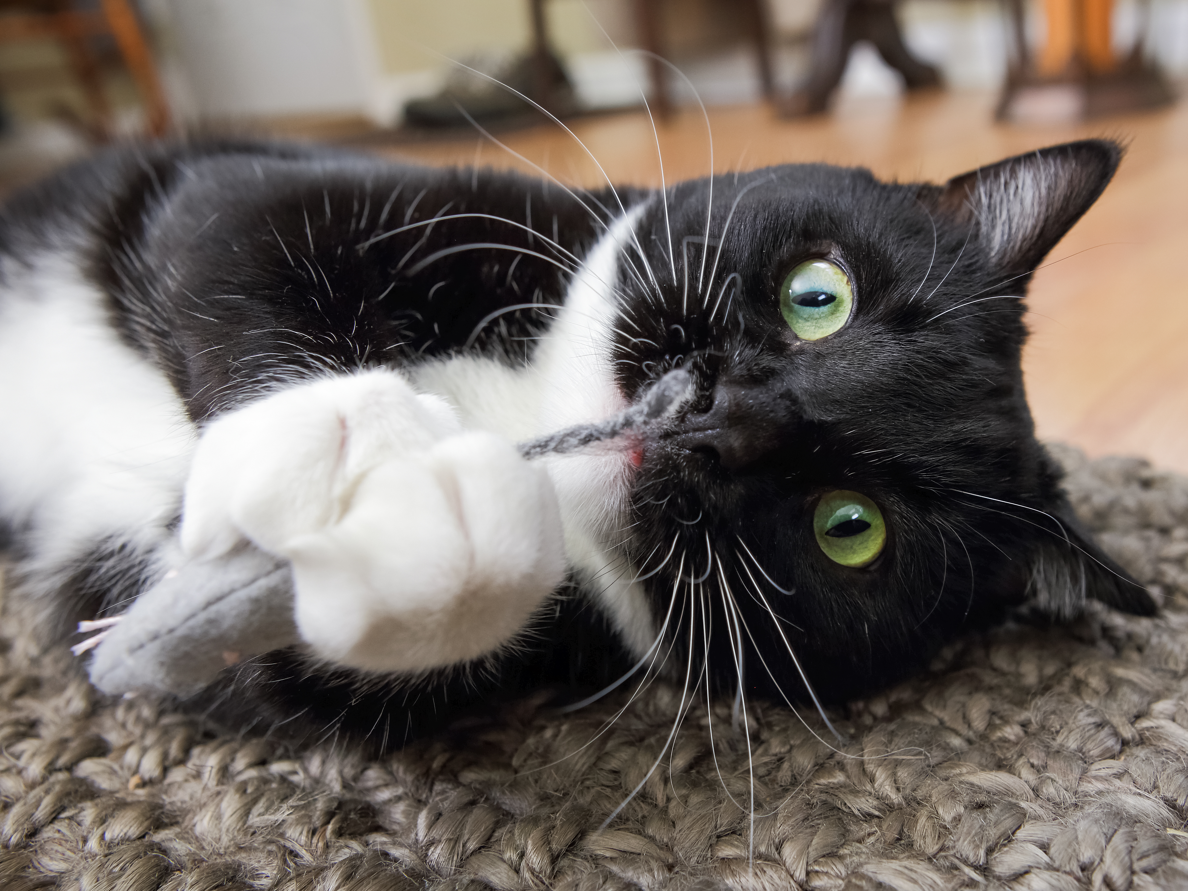 Veterinarians answer 8 questions about cats that you’ve always wanted to ask