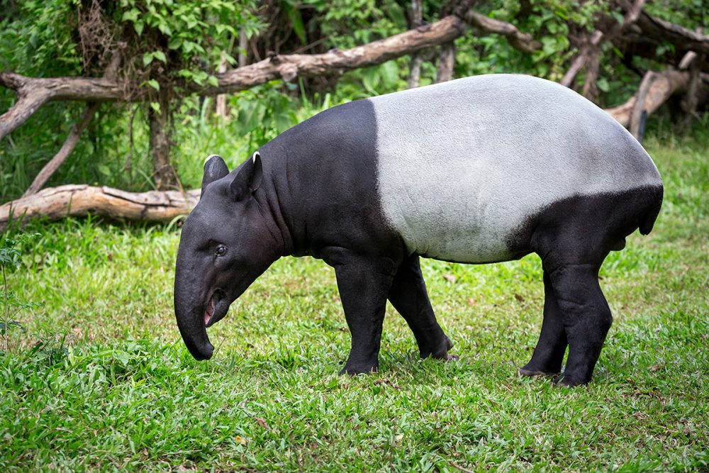 Endangered Tapir Found Lying In a Ditch With Stab Wound At Pahang Plantation, Dies Shortly After
