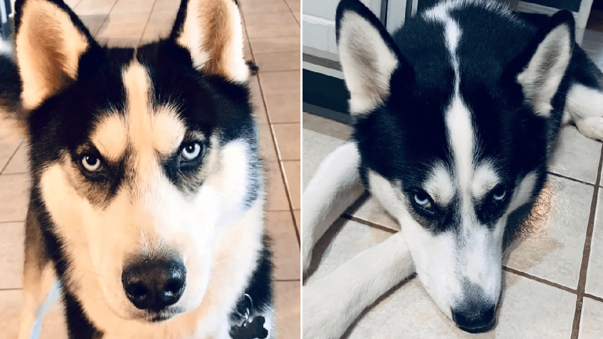 Adorable husky has unfortunate penis-shaped markings on his head