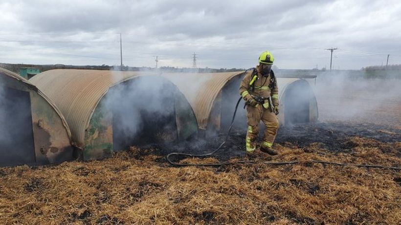 Bacon saved after pedometer-eating pig's poo starts farm fire