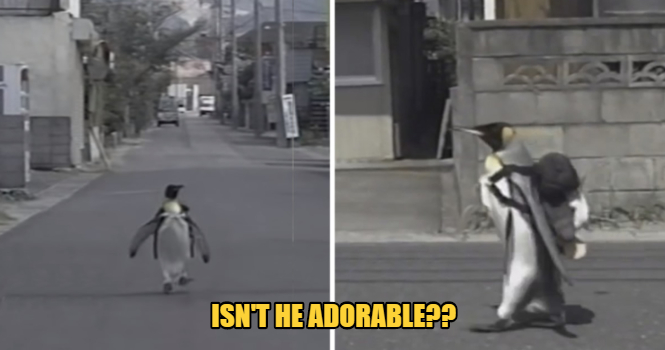 Meet Lala, The Penguin That Walks Everyday To The Market To Get His Dinner With A Backpack