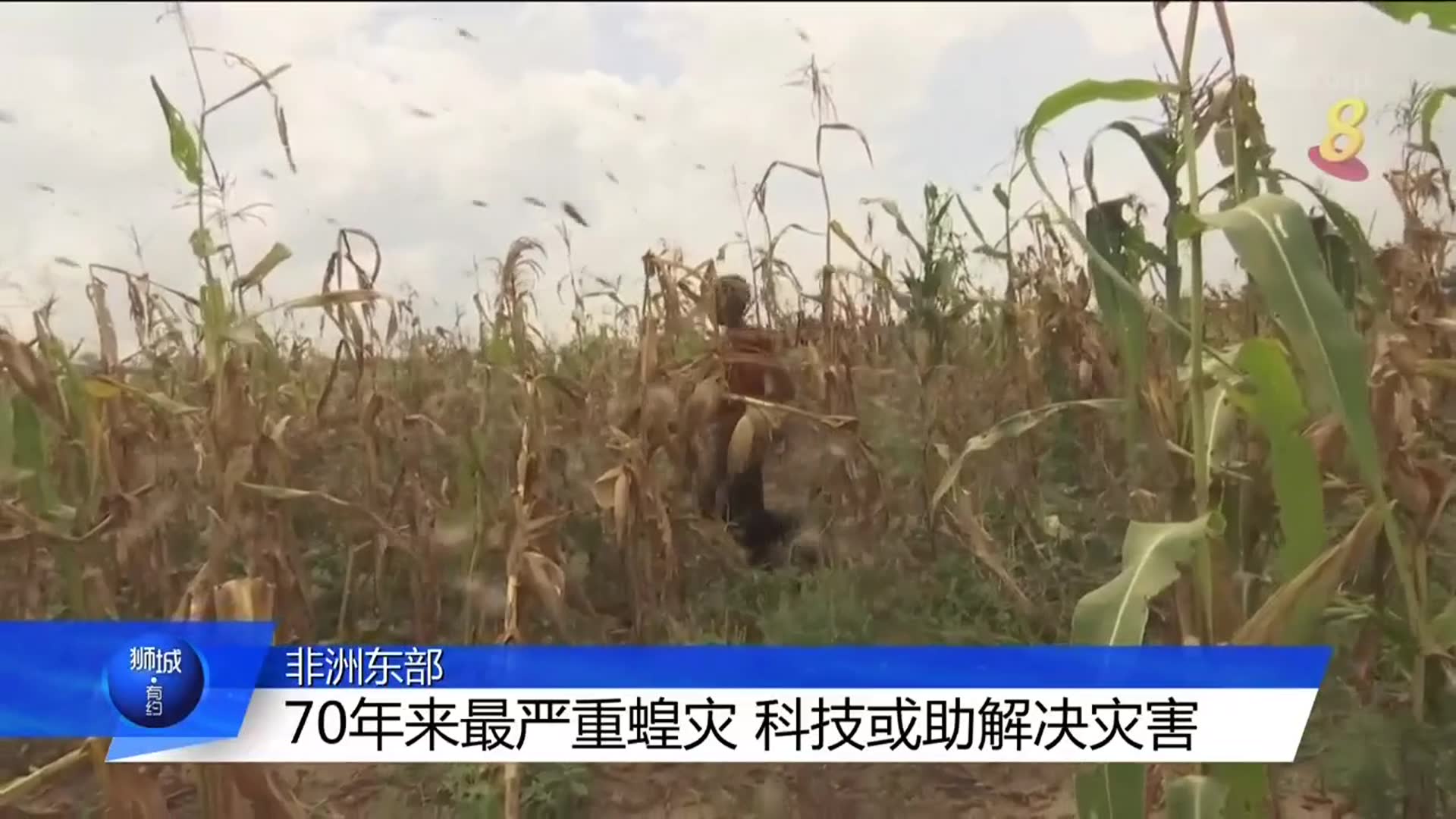 非洲东部70年来最严重蝗灾 科技或助解决灾害