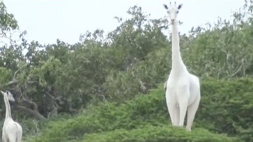 Rare white giraffes killed by poachers in Kenya