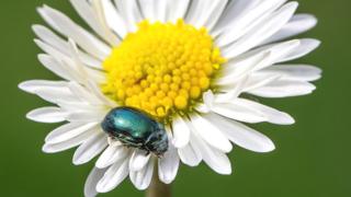 Top ten garden pests and diseases revealed