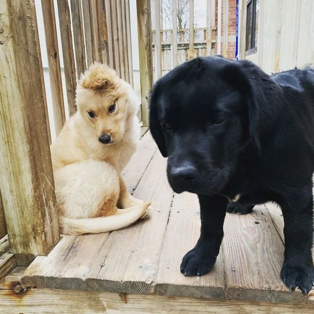 'Golden unicorn' puppy with adorable name has one ear in the middle of her head