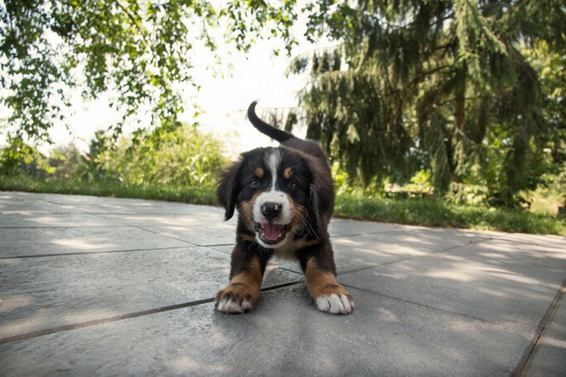 Top male dog names of 2020: The most popular names for boy dogs in the UK and USA