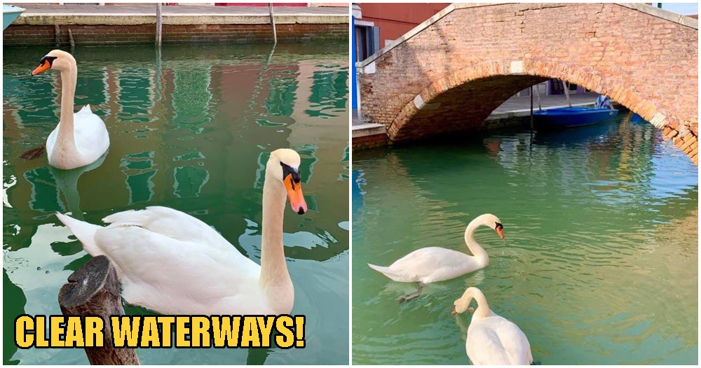 Swans & Fishes Return To Venice Canals, Water Clears Up After Italy Goes Into Covid-19 Lockdown