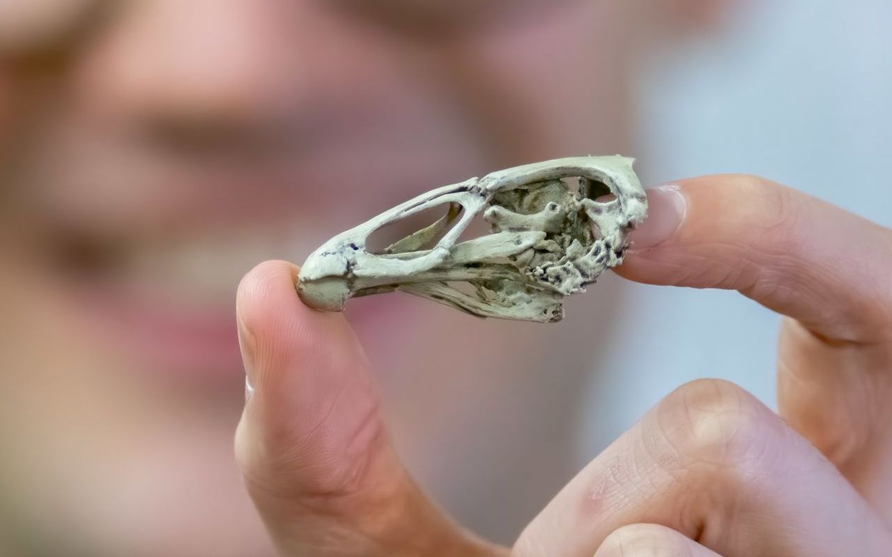 Meet Wonderchicken, a paleontology marvel. No, seriously