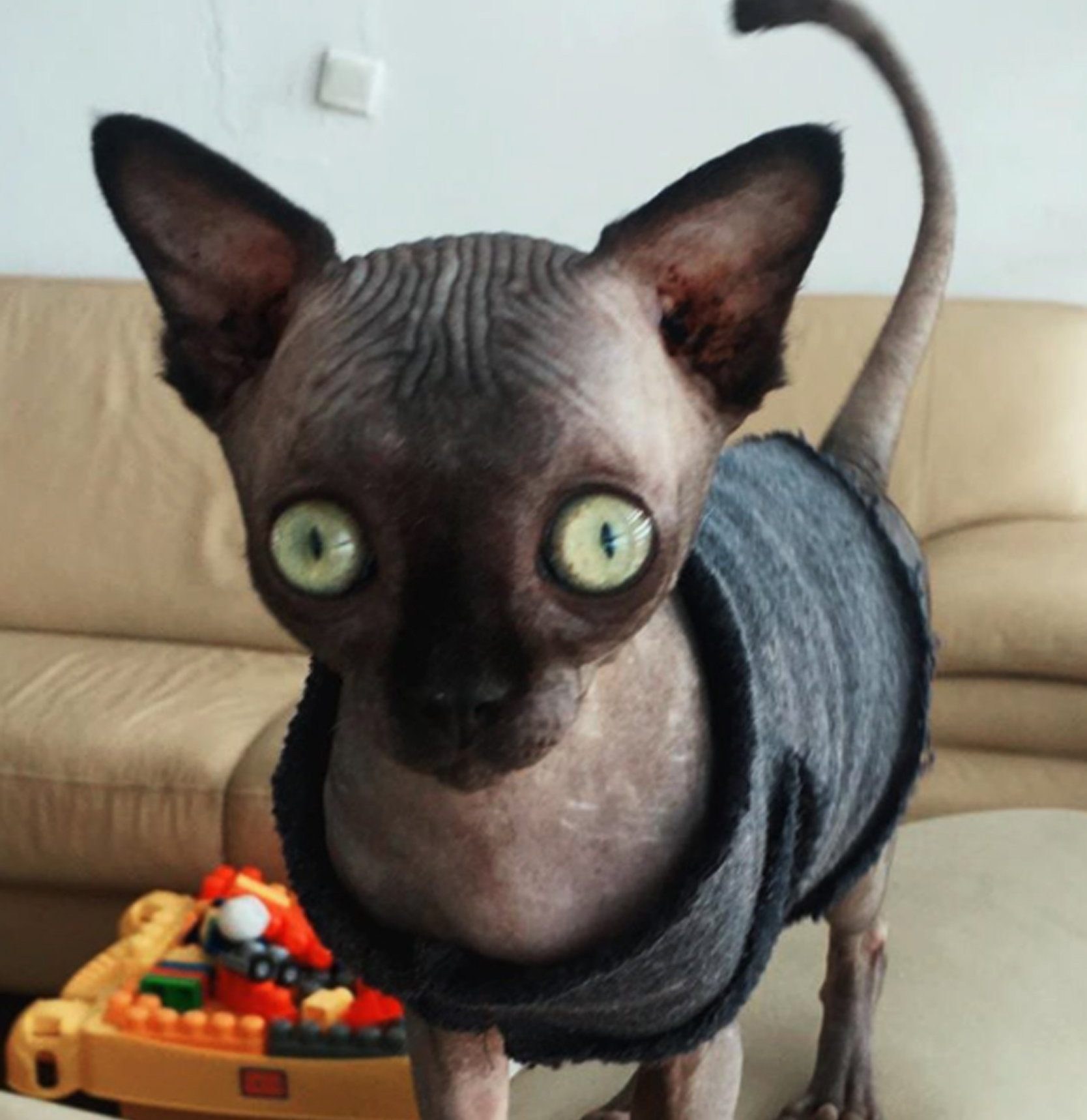 Cat that looks like cute bat due to rare condition becomes famous online