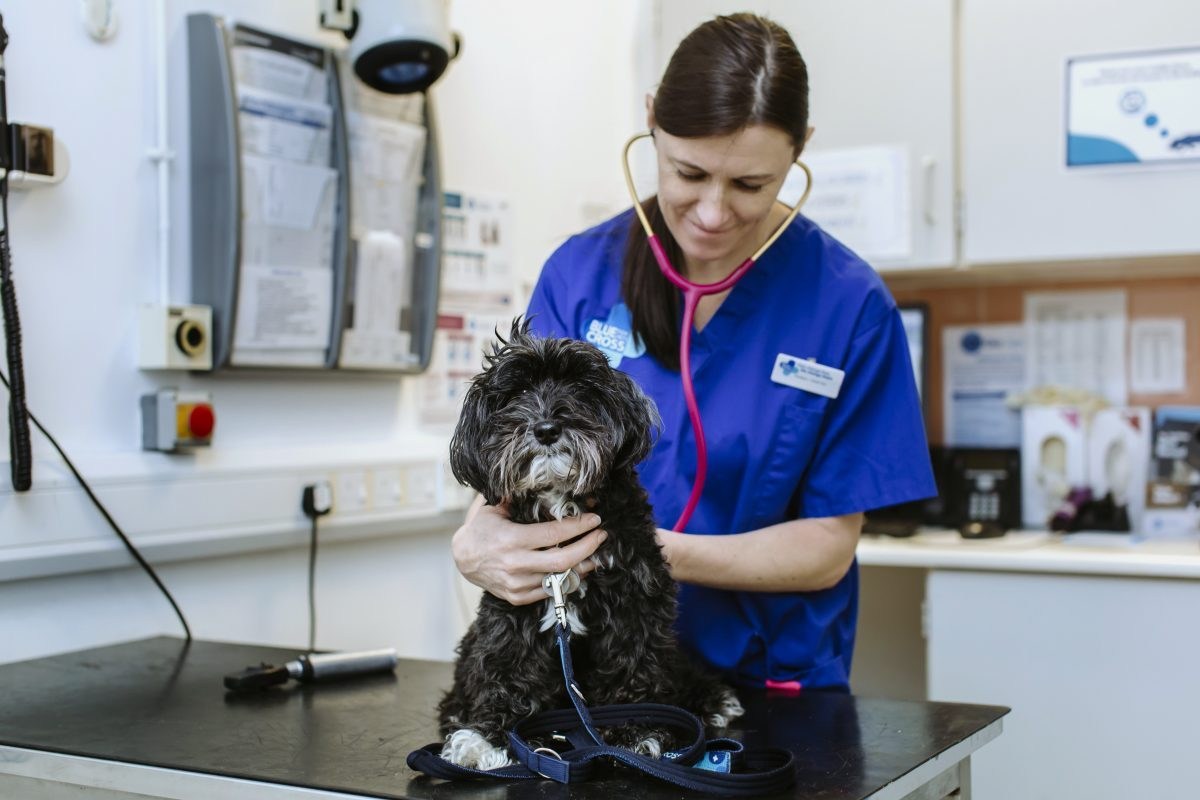 Pet charity Blue Cross donates ventilators to NHS hospitals tackling coronavirus